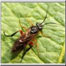 Nematus vicinus ~ caeruleocarpus - Blattwespe 01a 10mm.jpg